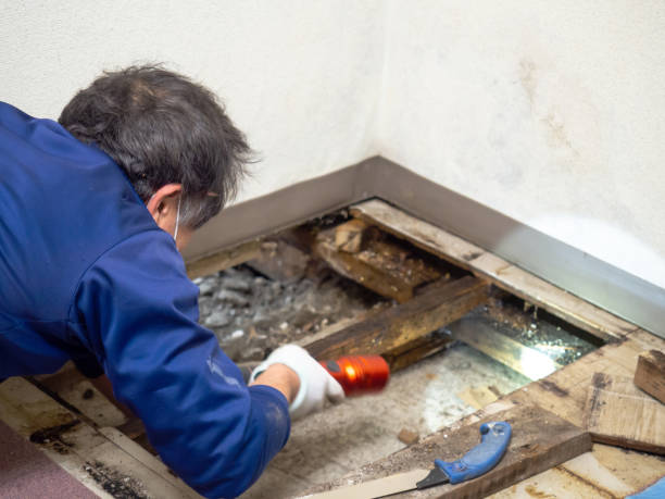 Best Commercial Mold Removal  in Mcfarland, CA