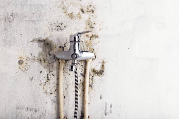 Best Same-Day Mold Removal  in Mcfarland, CA