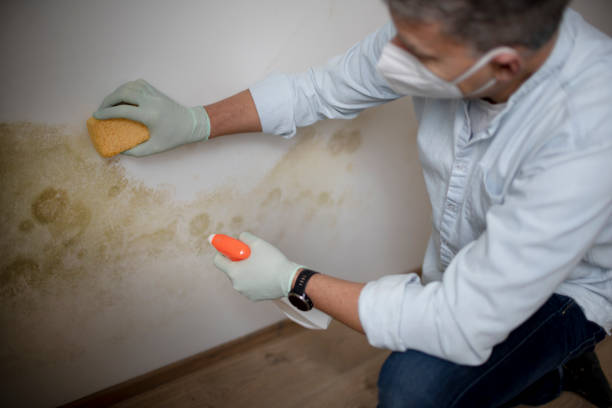 Best Mold Cleaning Services  in Mcfarland, CA