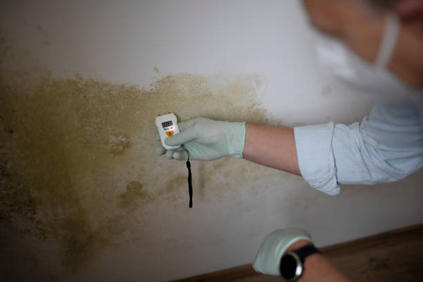 Best Certified Mold Removal  in Mcfarland, CA