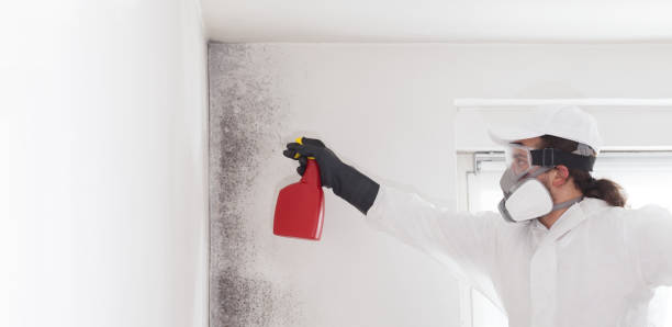 Professional Mold Removal in Mcfarland, CA
