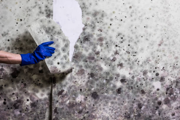 Best Mold Removal Company Near Me  in Mcfarland, CA